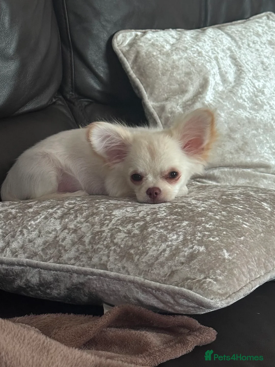 Chihuahua dogs for sale: RKC LC CHIHUAHUA MALE - Advert 1