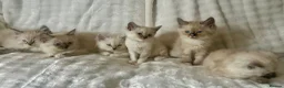 Ragdoll cats for sale: RAGDOLL/PERSIAN Kittens  - Advert 8