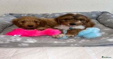 Cockapoo dogs - Advert 1