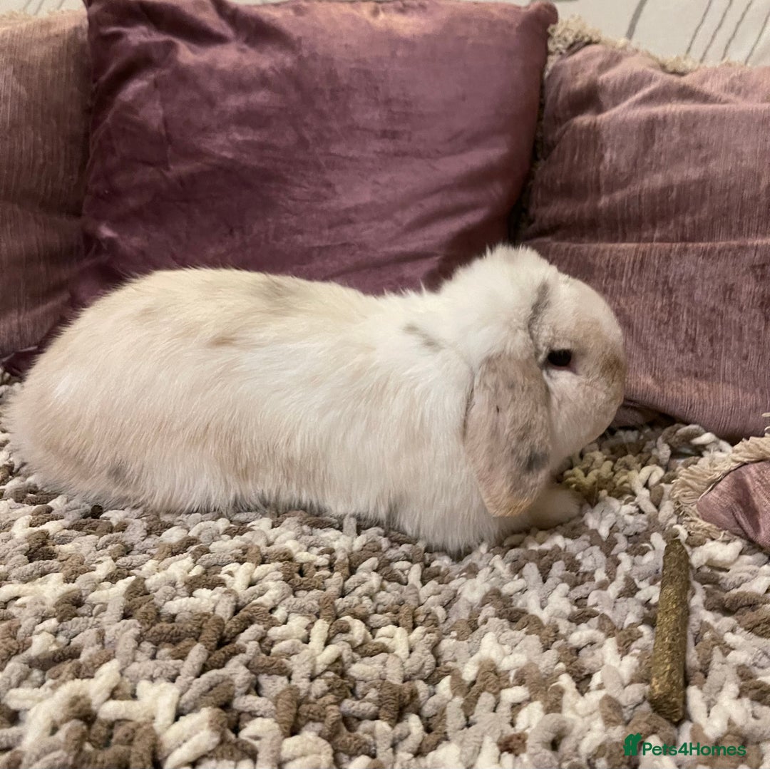 Mini Lop rabbits for sale: 2 male mini lops rabbits for sale - Advert 7