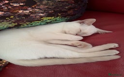 British Shorthair cats for sale: British short hair, Kittens in Greenford - Image 34