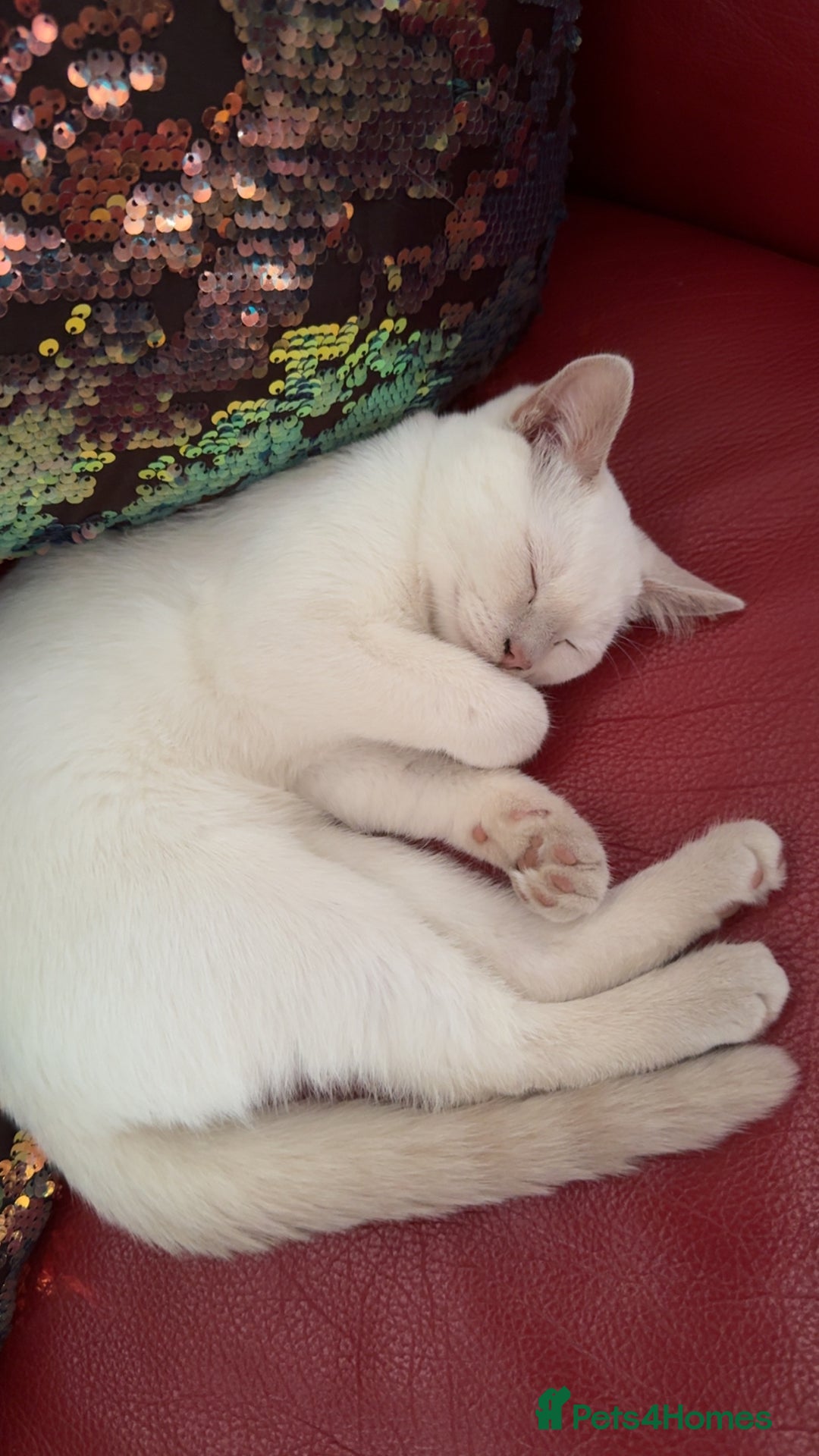 British Shorthair cats for sale: British short hair, Kittens in Greenford - Image 34