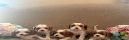 Cavalier King Charles Spaniel dogs for sale: Cavalier King Charles Spaniel KC registered  - Advert 3