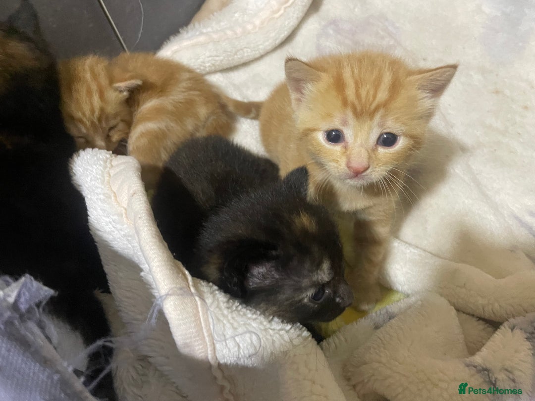 British Shorthair cats for sale: New born ginger and tortoiseshell  - Image 3