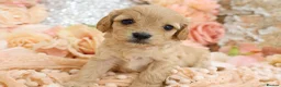 Cavapoo dogs for sale: *HEALTH TESTED*Cavapoo Puppies 5*LICENSED BREEDER* - Advert 9