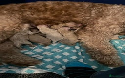Goldendoodle dogs for stud: Cooper - Proven stud in Haywards Heath - Image 10