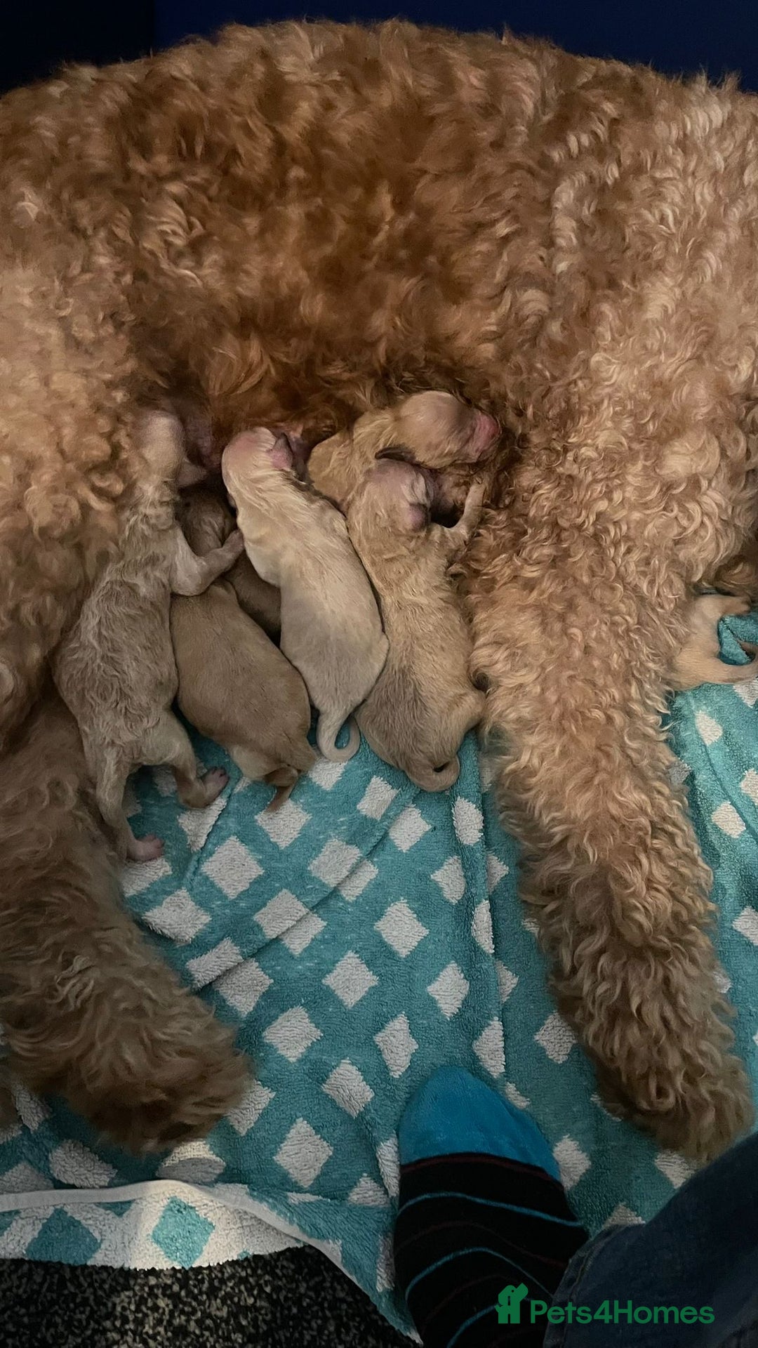 Goldendoodle dogs for stud: Cooper - Proven stud in Haywards Heath - Image 10