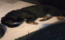 Sheprador dogs for sale: Beutiful male shepradors  - Advert 8