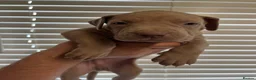 Mixed Breed dogs for sale: Beautiful bandog puppies  - Advert 5