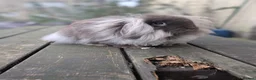 Mini Lion Lop rabbits for sale: Mini lion lops - Advert 7