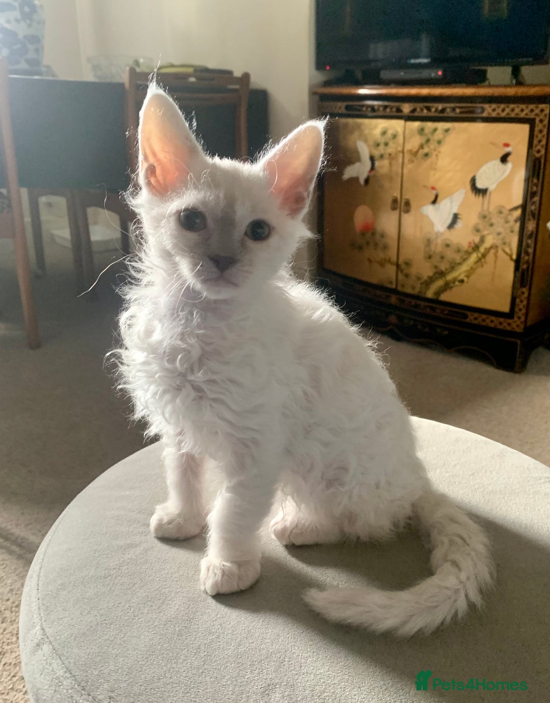 LaPerm cats for sale: Cuddly Curly LaPerm Kittens - Advert 6