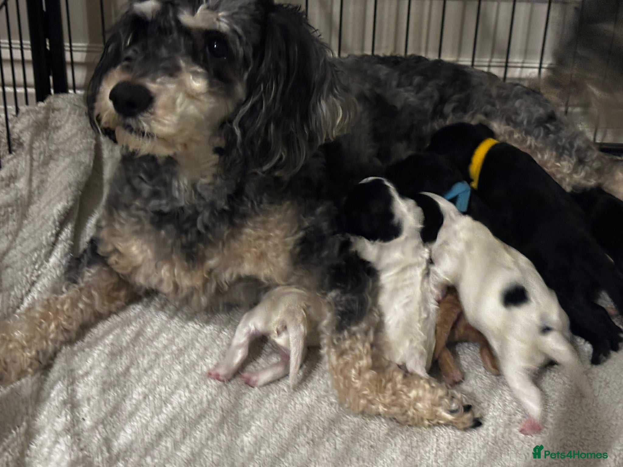 Mixed Breed dogs Cavapoo x Cockapoo Puppies in Evesham - Advert 2