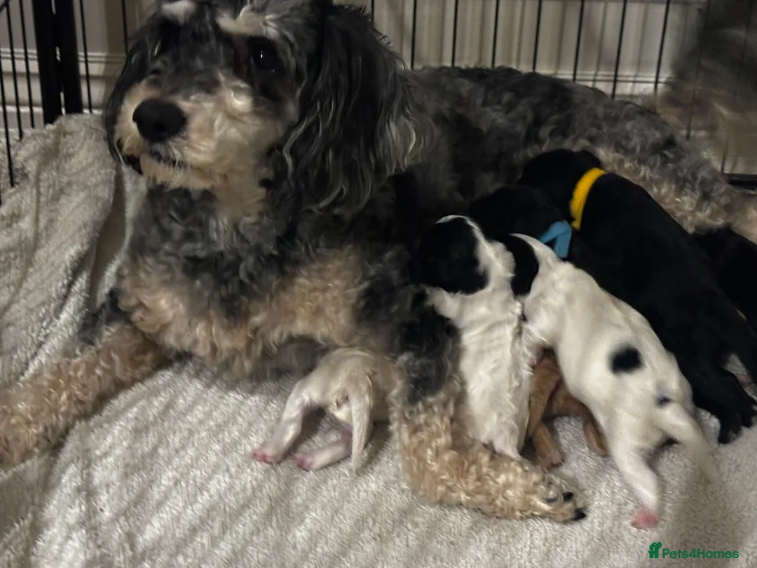 Mixed Breed dogs for sale: Cavapoo x Cockapoo Puppies - Advert 1