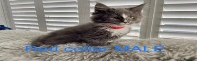 Red collar Maine Coon Kitten 