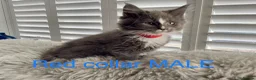 Maine Coon cats for sale: Bundles of fluff,  Maine Coon kittens  - Advert 21