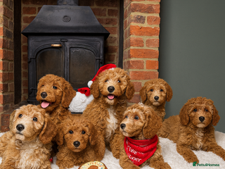 Australian Labradoodle dogs Outstanding Australian Labradoodle Puppies - Advert 1