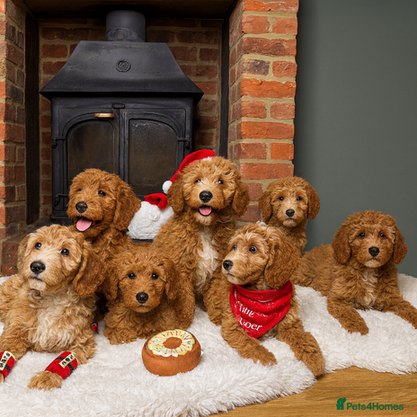 Australian Labradoodle dogs Outstanding Australian Labradoodle Puppies - Advert 3