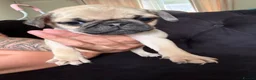 Pug dogs for sale: Pug Puppies - Advert 11