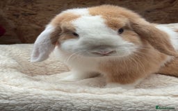 Mini Lop rabbits for sale: Stunning friendly boy, showline mini lop - Image 3