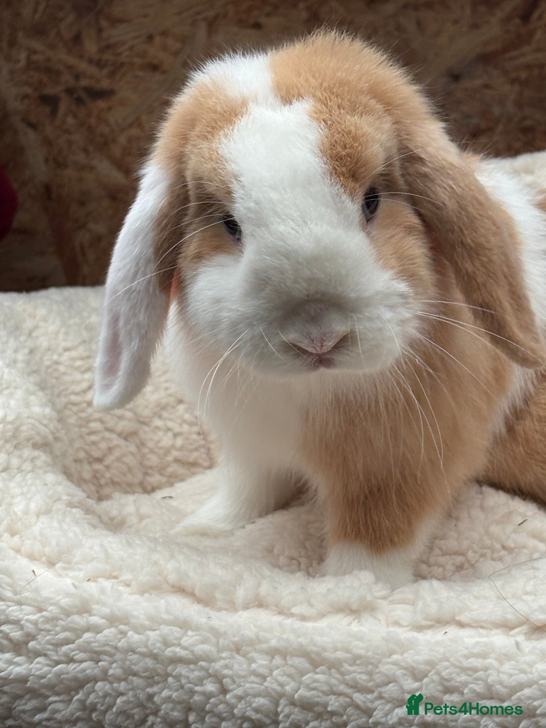 Mini Lop rabbits for sale: Stunning friendly boy, showline mini lop - Image 3