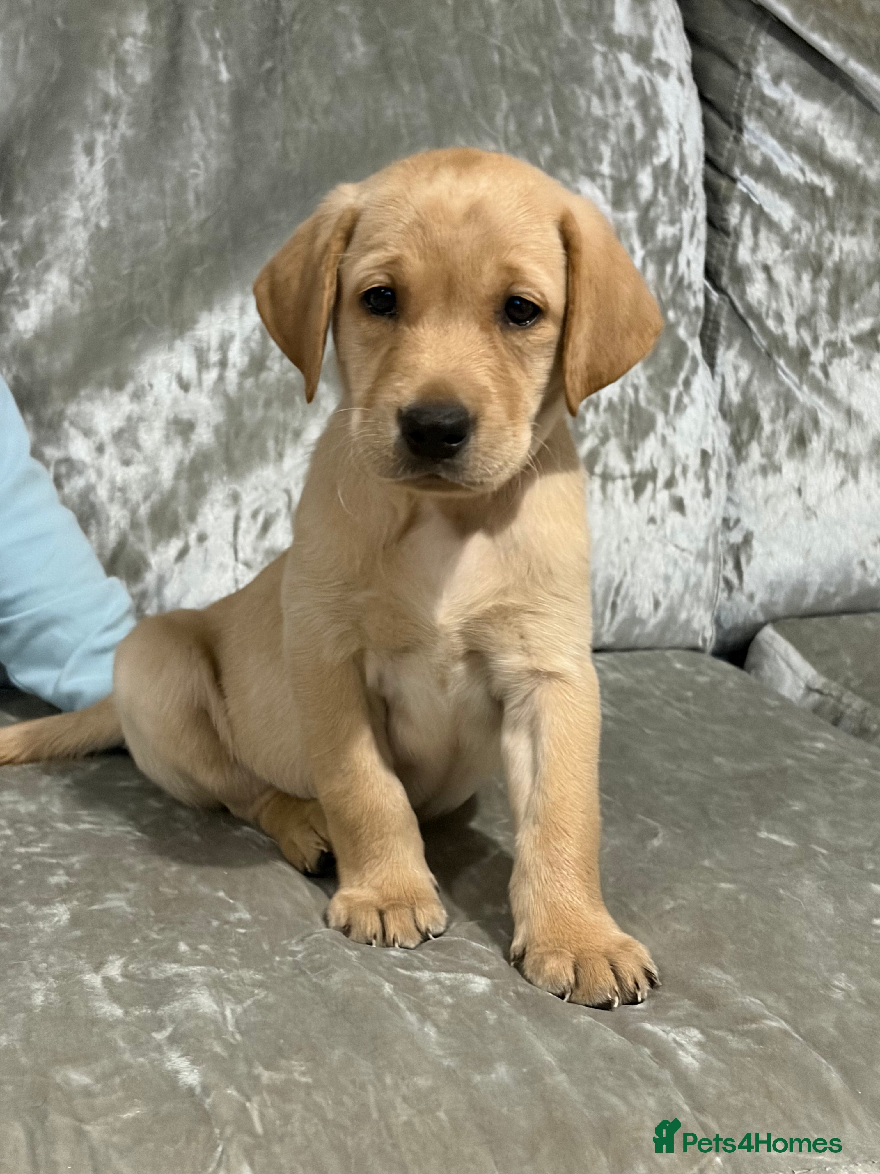 Labrador Retriever dogs KC labrador retriever puppies - Advert 1