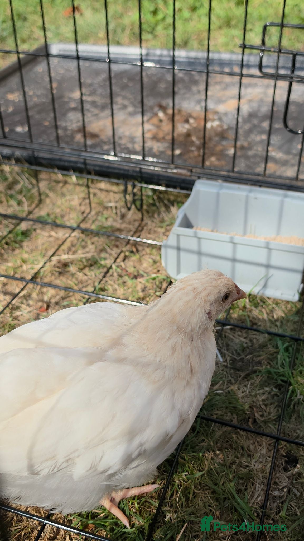 Chickens poultry Chicken white female  - Advert 1