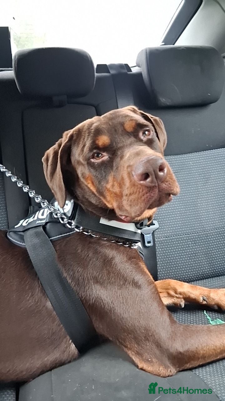 Dobermann dogs for sale: Rotterman needs rehoming - Advert 6