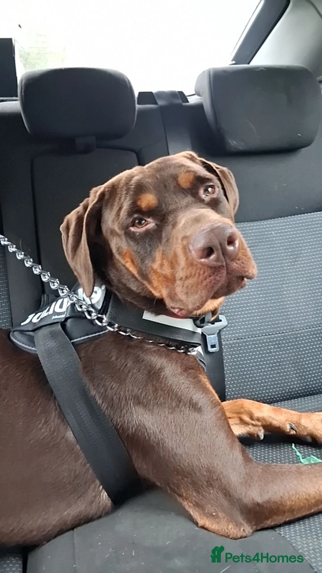 Dobermann dogs for sale: Rotterman needs rehoming - Advert 1
