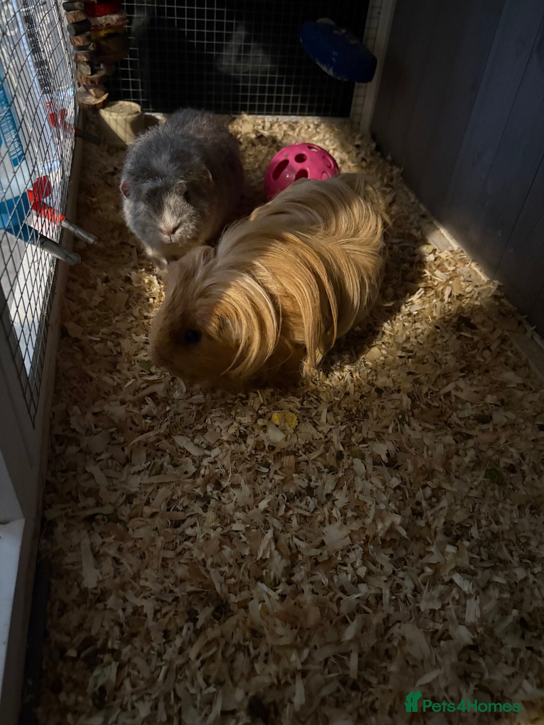 Guinea Pig rodents for sale: Two girls ‘ ivy and iris  - Image 12