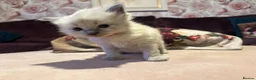 Ragdoll cats for sale: Pure blue point ragdoll kittens  - Advert 29