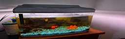 Fancy Goldfish fish for sale: 1 Orange Fancy Goldfish  - Advert 3