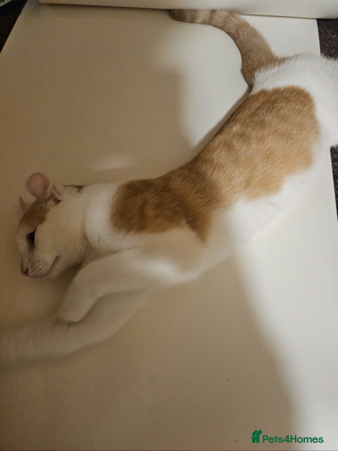 Mixed Breed cats for sale: Half sphynx half calico  - Image 2