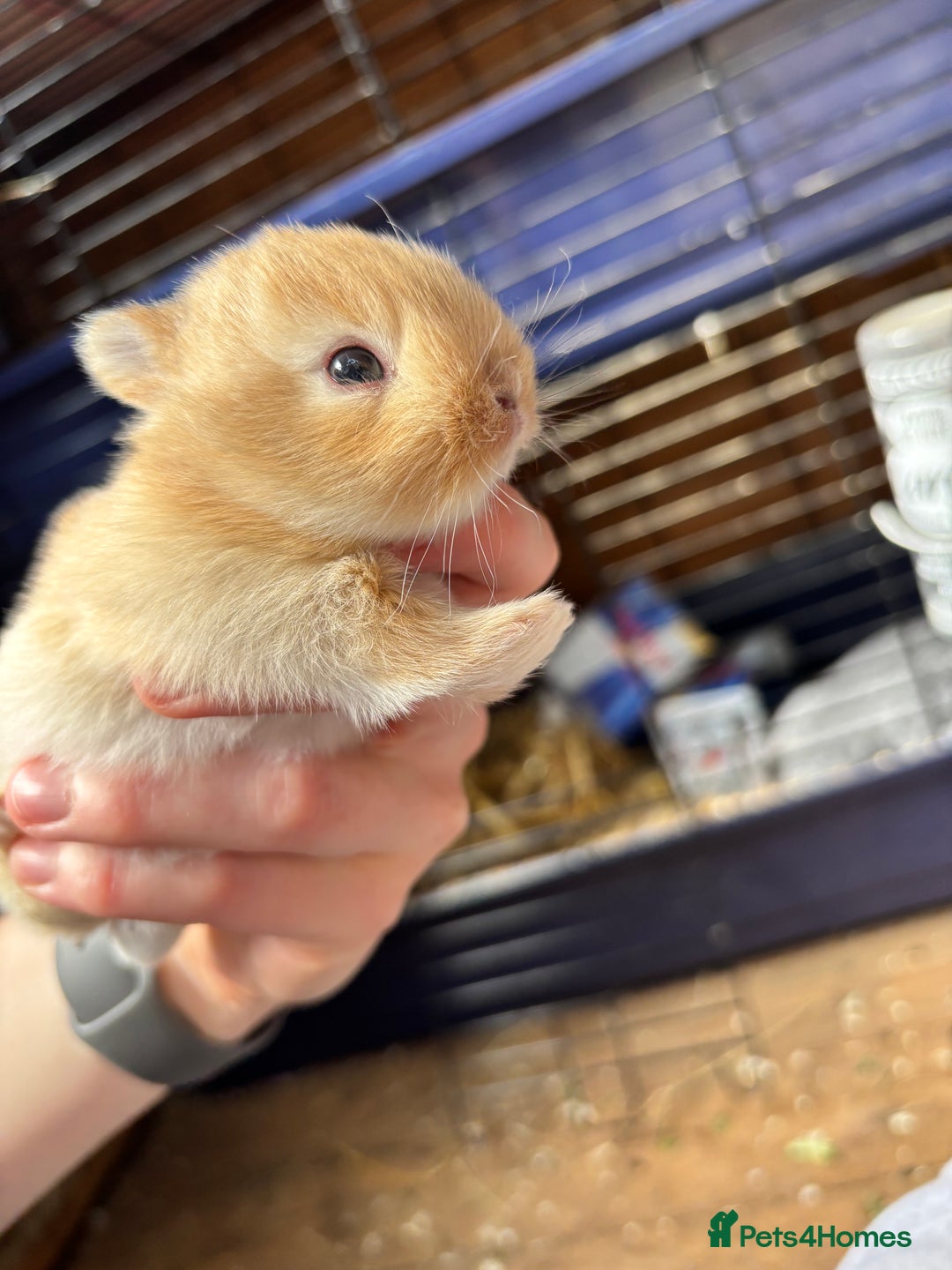 Netherland Dwarf rabbits for sale: Pure neverland dwarfs  - Image 10