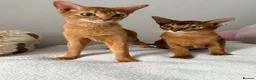 Abyssinian cats for sale: 2 Abyssinian Tica kittens girls  - Advert 9
