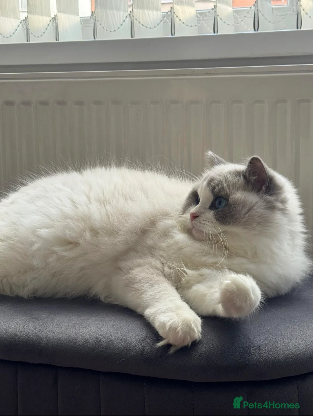 Ragdoll cats for sale: Bi colour boy (European) - Advert 6