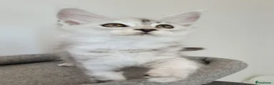 Maine Coon 2