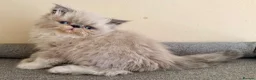 Persian cats for sale: GCCF registered Persian kitten 💙 - Advert 13
