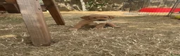 Labrador Retriever dogs for sale: KC registered Labrador puppies - Advert 10