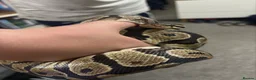 Python Snake reptiles for sale: Female Royal/Ball Python 5 Years Old in Peterlee - Advert 4