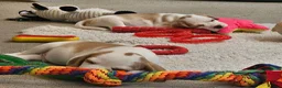 Beagle dogs for sale: Stunning KC Registered Beagle Pups- Ready 24.08.26 in Thirsk - Advert 24