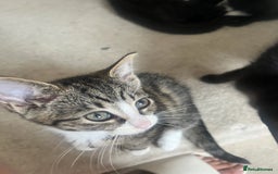 Mixed Breed cats for sale: Beautiful Mixed breed kittens need new homes - Image 6