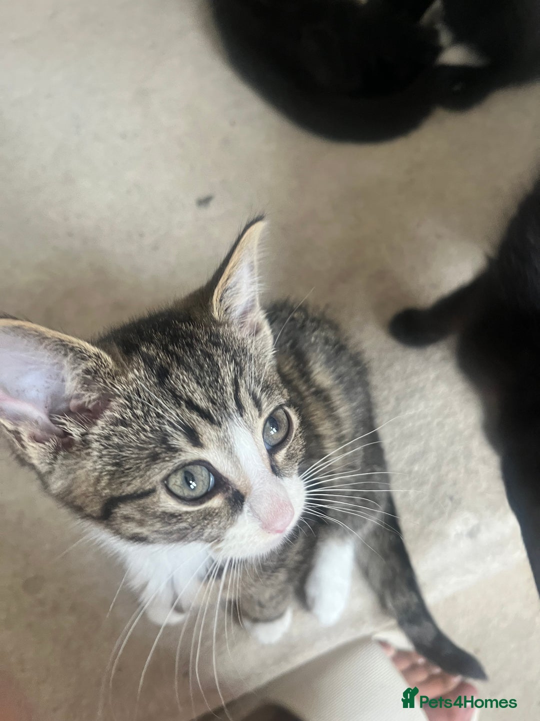 Mixed Breed cats for sale: Beautiful Mixed breed kittens need new homes - Image 6