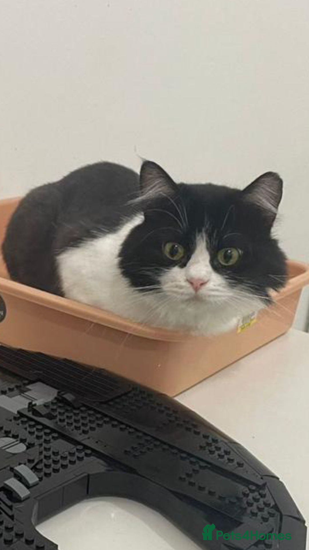 Mixed Breed cats for adoption: SUSHI - mix Persian girl fun affectionate spayed - Advert 3