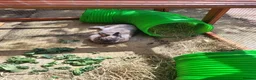 Netherland Dwarf rabbits for sale: Beautiful dwarf rabbit  - Advert 2