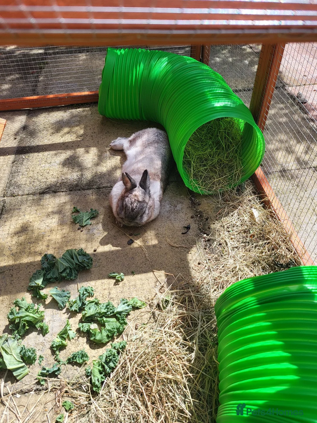 Netherland Dwarf rabbits for sale: Beautiful dwarf rabbit  - Advert 2