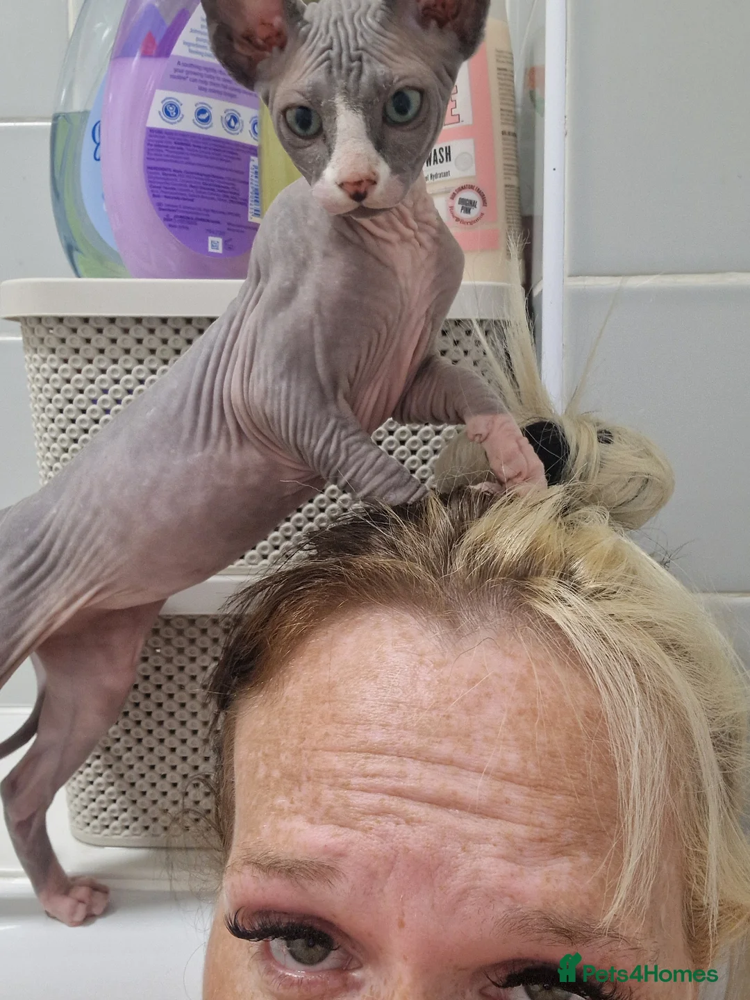 Sphynx cats for sale: Beautiful girl  - Advert 1