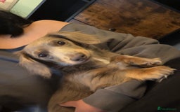 Miniature Dachshund dogs for sale: Miniature dachshund  - Image 1