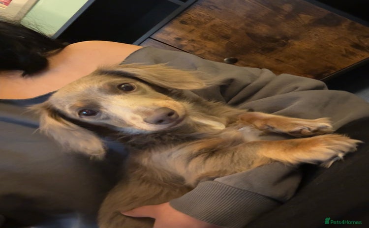 Miniature Dachshund dogs - Advert 11