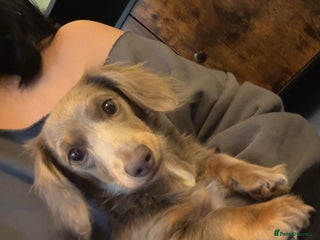 Miniature Dachshund dogs - Advert 30