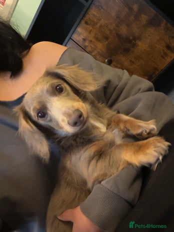 Miniature Dachshund dogs - Advert 11